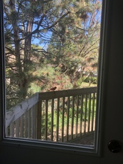 Cardinalis cardinalis