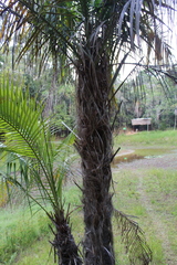 Dypsis fibrosa