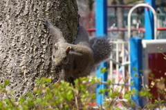 Sciurus carolinensis