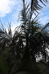 Dypsis fibrosa