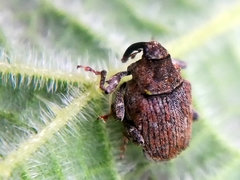 Parethelcus pollinarius