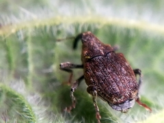 Parethelcus pollinarius