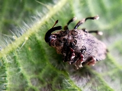 Parethelcus pollinarius