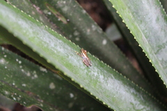 Guibemantis bicalcaratus