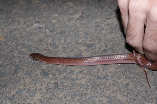 Pseudoxyrhopus quinquelineatus
