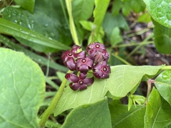 Matelea carolinensis