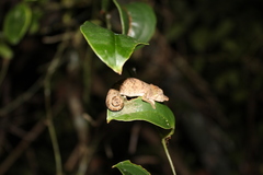 Calumma nasutum