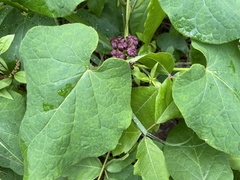 Matelea carolinensis