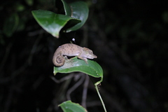 Calumma nasutum