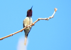 Calliphlox amethystina
