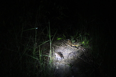 Boophis goudotii