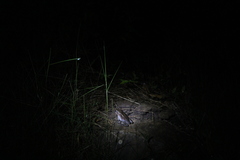 Boophis goudotii