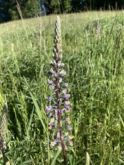 Lupinus oreganus