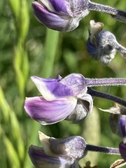 Lupinus oreganus