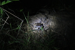 Boophis goudotii