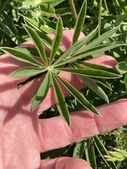 Lupinus oreganus