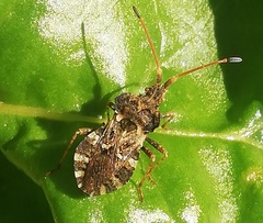 Centrocoris variegatus