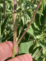 Lupinus oreganus
