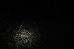 Boophis goudotii