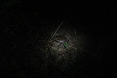 Boophis goudotii