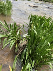 Hymenocallis coronaria