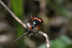 Prostemma aeneicolle