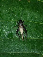 Loxoblemmus