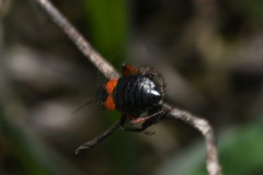 Prostemma aeneicolle