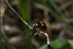 Prostemma aeneicolle