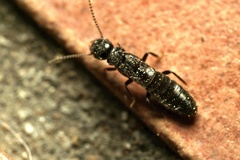 Reticulitermes urbis