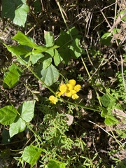 Rhynchosia caribaea