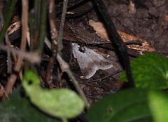Pandesma quenavadi
