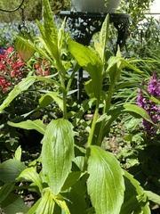 Digitalis grandiflora