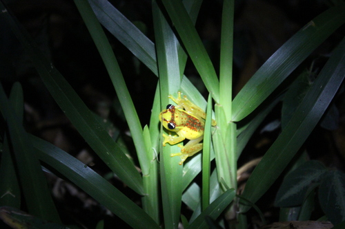 Boophis bottae
