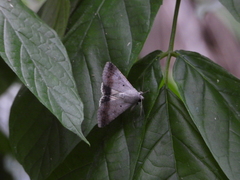 Pandesma quenavadi