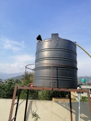 Corvus macrorhynchos