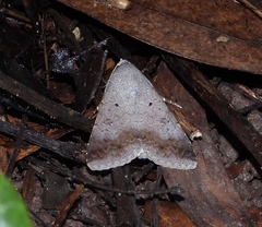 Pandesma quenavadi