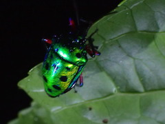 Calliphara excellens