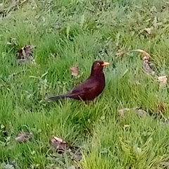 Turdus merula