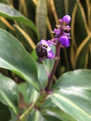 Dichorisandra thyrsiflora