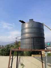 Corvus macrorhynchos