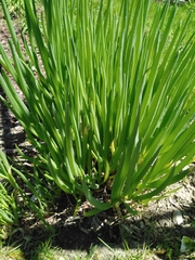 Allium proliferum