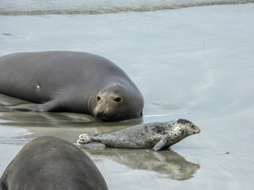 Northern Elephant Seal (Mirounga angustirostris), a species recorded in California