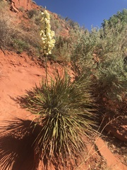 Yucca angustissima