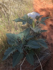 Datura wrightii