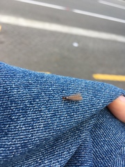 Termitoidae