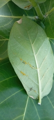 Calotropis procera