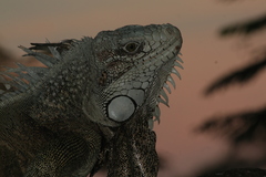 Iguana iguana
