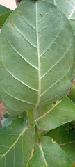 Calotropis procera image