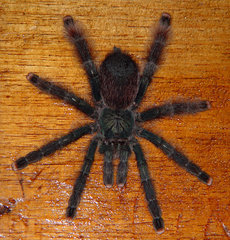Avicularia avicularia